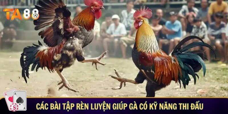 Các bài tập rèn luyện giúp gà có kỹ năng thi đấu chuyên nghiệp