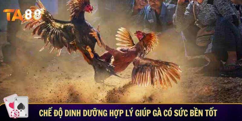 Chế độ dinh dưỡng hợp lý giúp gà có sức bền tốt