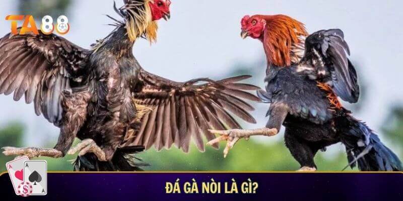 Đá gà nòi là gì? Điểm đặc trưng của bộ môn chọi gà truyền thống