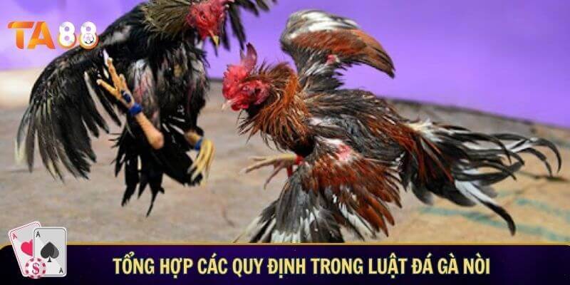 Tổng hợp các quy định trong luật đá gà nòi